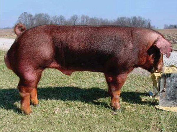 少妇BBB搡BBBB搡BBBB