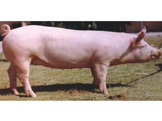 少妇BBB搡BBBB搡BBBB