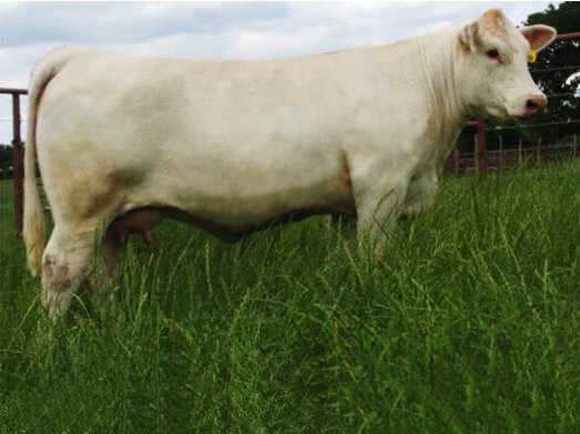 少妇BBB搡BBBB搡BBBB