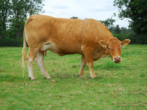 少妇BBB搡BBBB搡BBBB