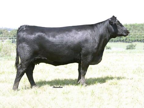 少妇BBB搡BBBB搡BBBB