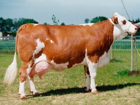 少妇BBB搡BBBB搡BBBB