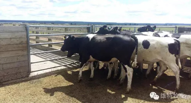 少妇BBB搡BBBB搡BBBB