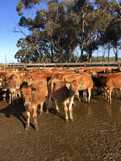 少妇BBB搡BBBB搡BBBB