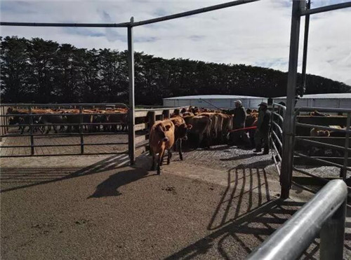 少妇BBB搡BBBB搡BBBB