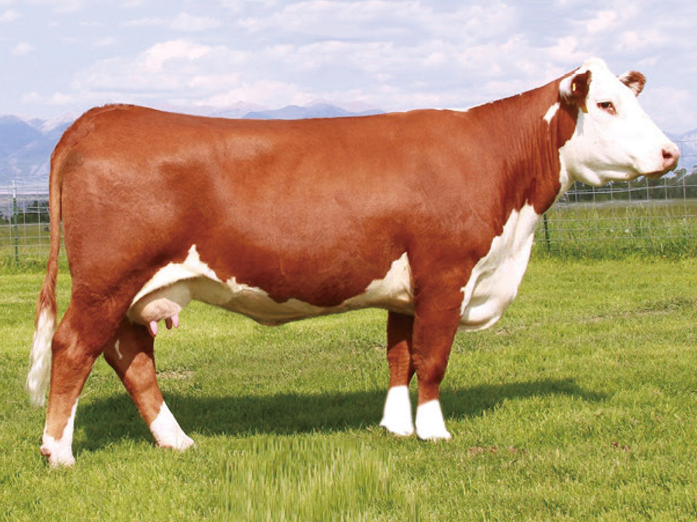 少妇BBB搡BBBB搡BBBB