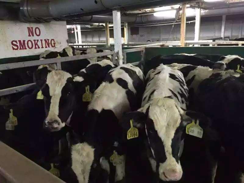 少妇BBB搡BBBB搡BBBB