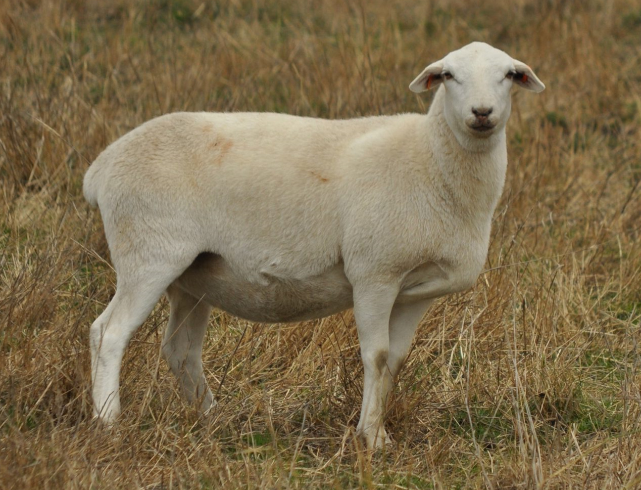 少妇BBB搡BBBB搡BBBB