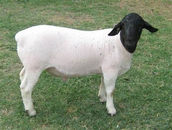 少妇BBB搡BBBB搡BBBB