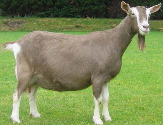 少妇BBB搡BBBB搡BBBB