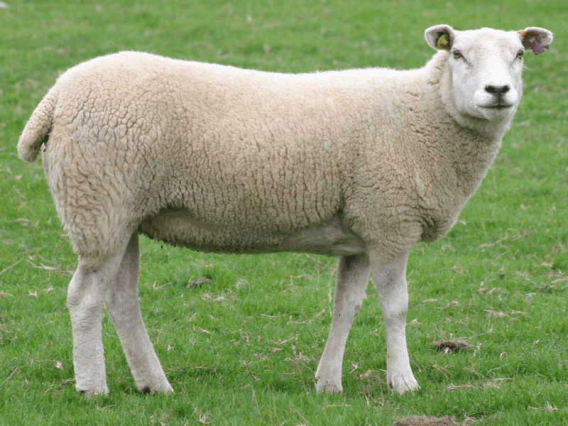 少妇BBB搡BBBB搡BBBB