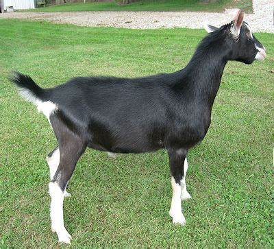 少妇BBB搡BBBB搡BBBB