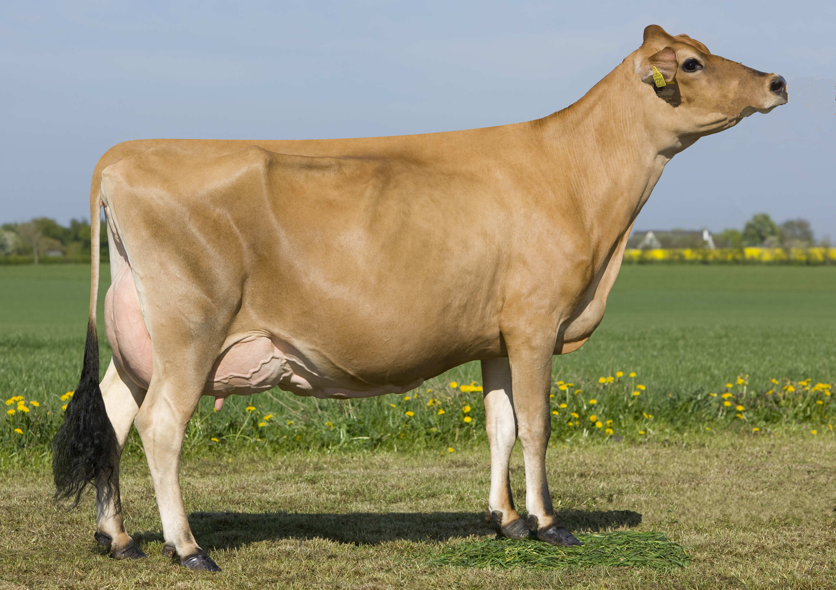 少妇BBB搡BBBB搡BBBB