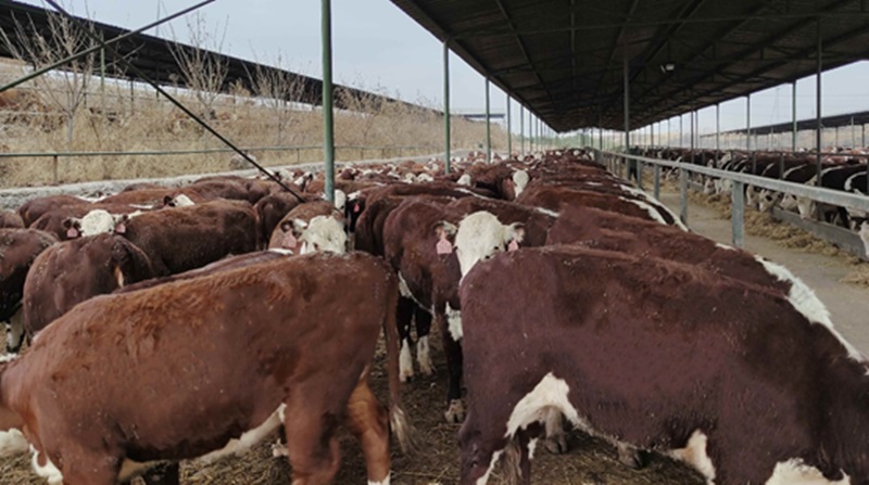 5fd2d71ce3ffc.jpg 5_副本.jpg