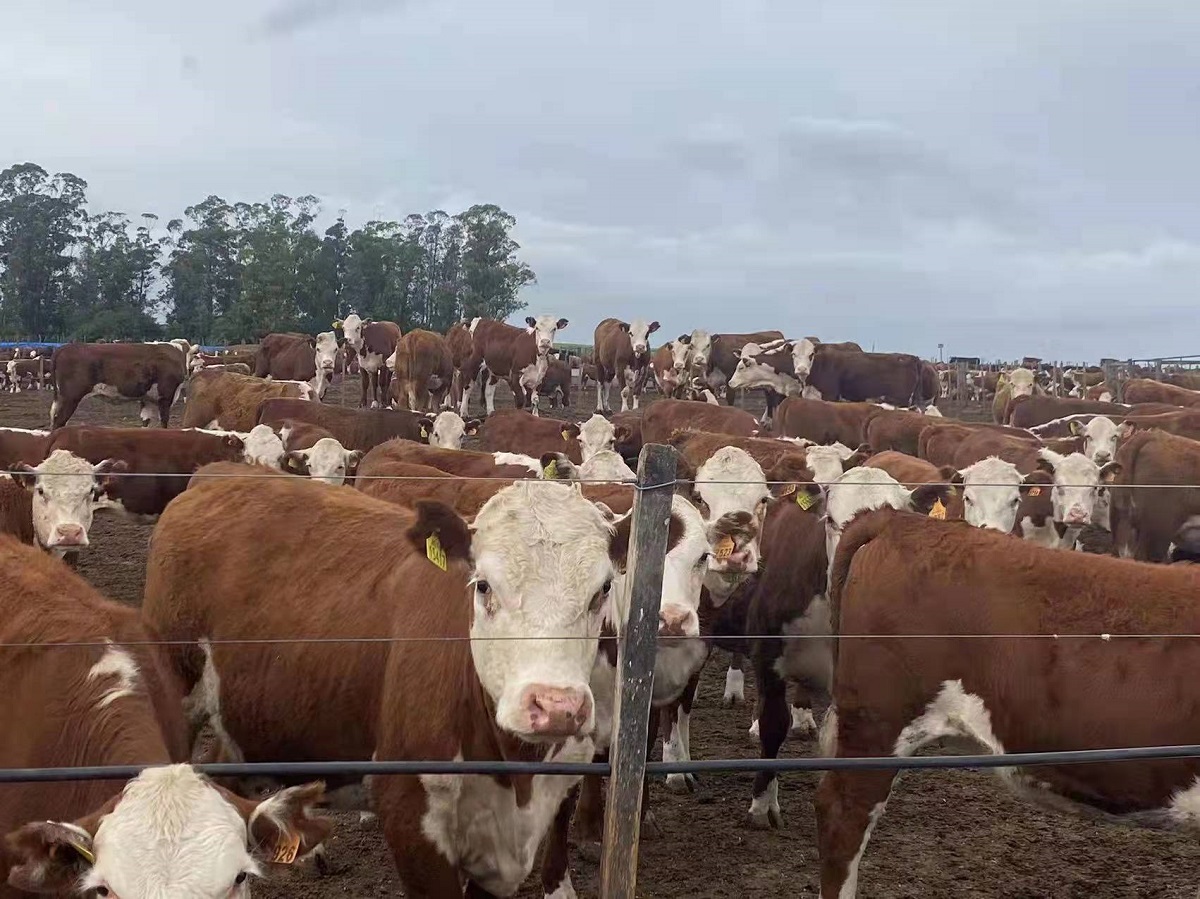 少妇BBB搡BBBB搡BBBB