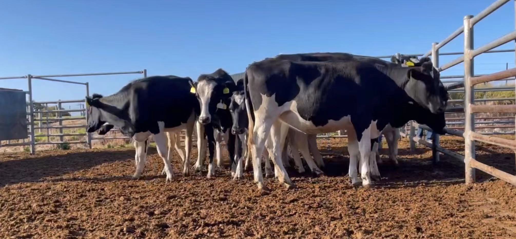 少妇BBB搡BBBB搡BBBB