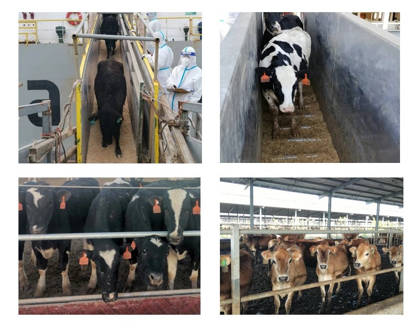 少妇BBB搡BBBB搡BBBB