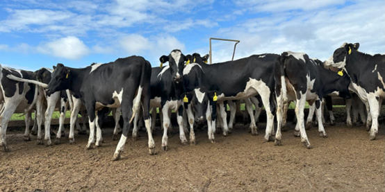 少妇BBB搡BBBB搡BBBB