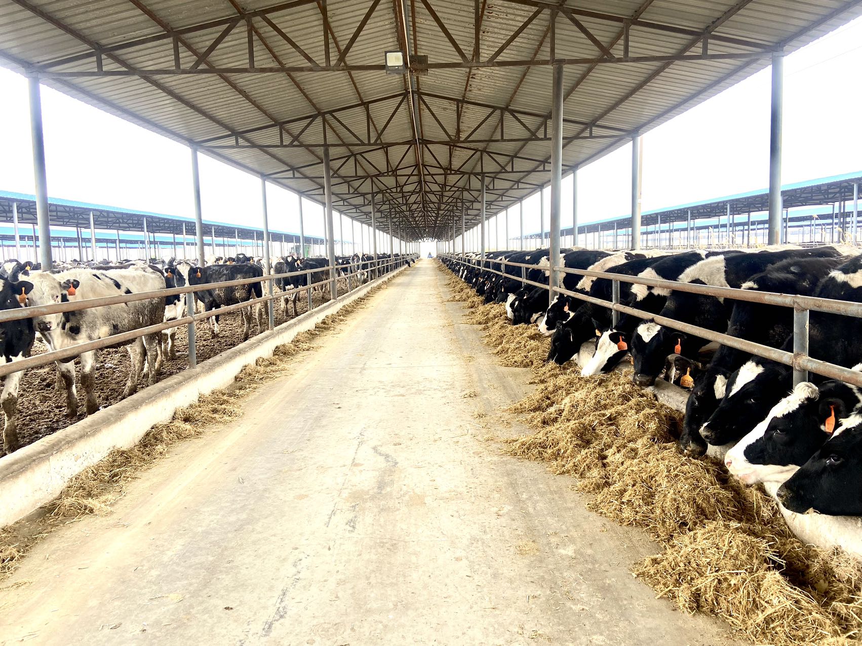 少妇BBB搡BBBB搡BBBB