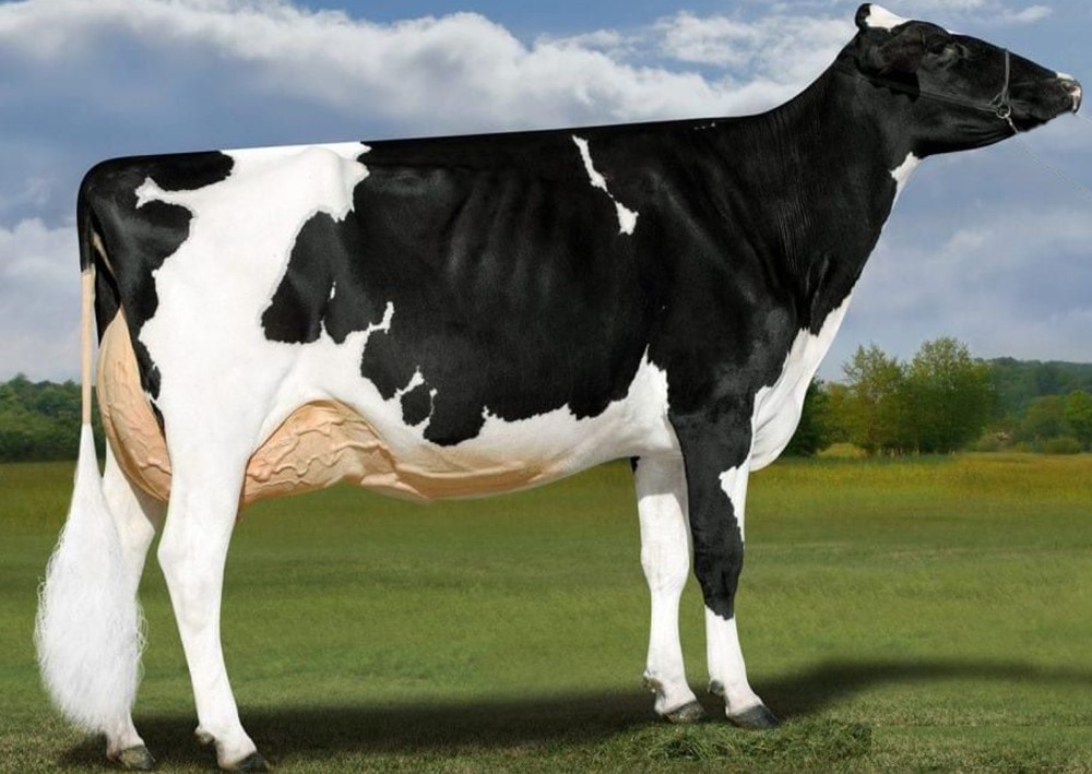 少妇BBB搡BBBB搡BBBB