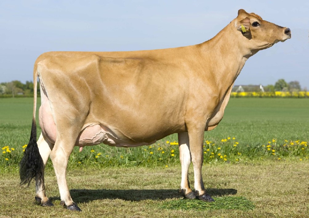 少妇BBB搡BBBB搡BBBB