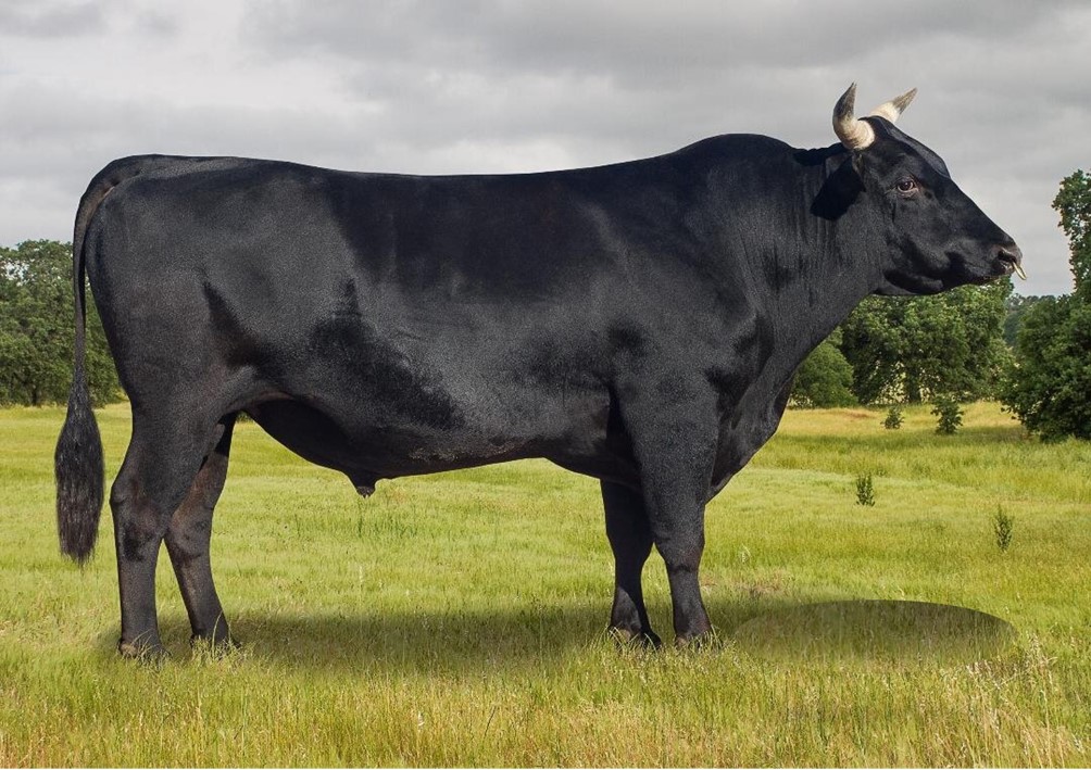 少妇BBB搡BBBB搡BBBB