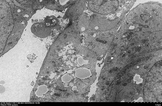 少妇BBB搡BBBB搡BBBB