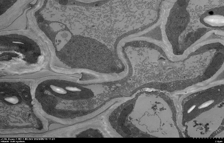 少妇BBB搡BBBB搡BBBB