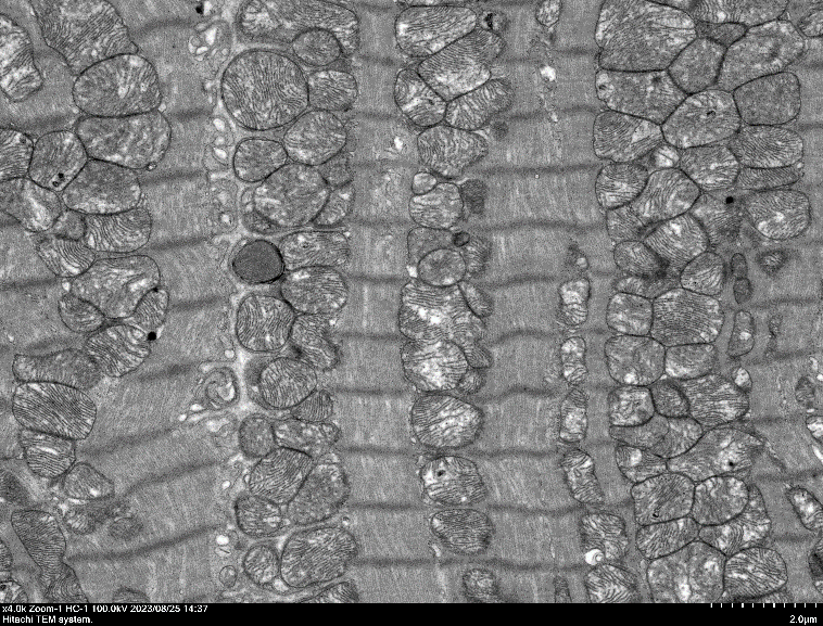 少妇BBB搡BBBB搡BBBB