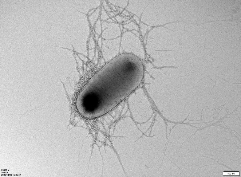 少妇BBB搡BBBB搡BBBB