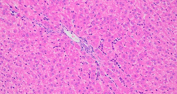 少妇BBB搡BBBB搡BBBB