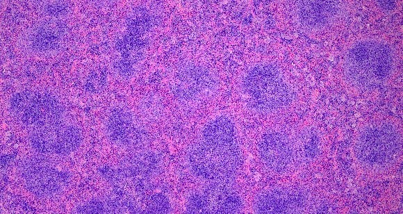 少妇BBB搡BBBB搡BBBB